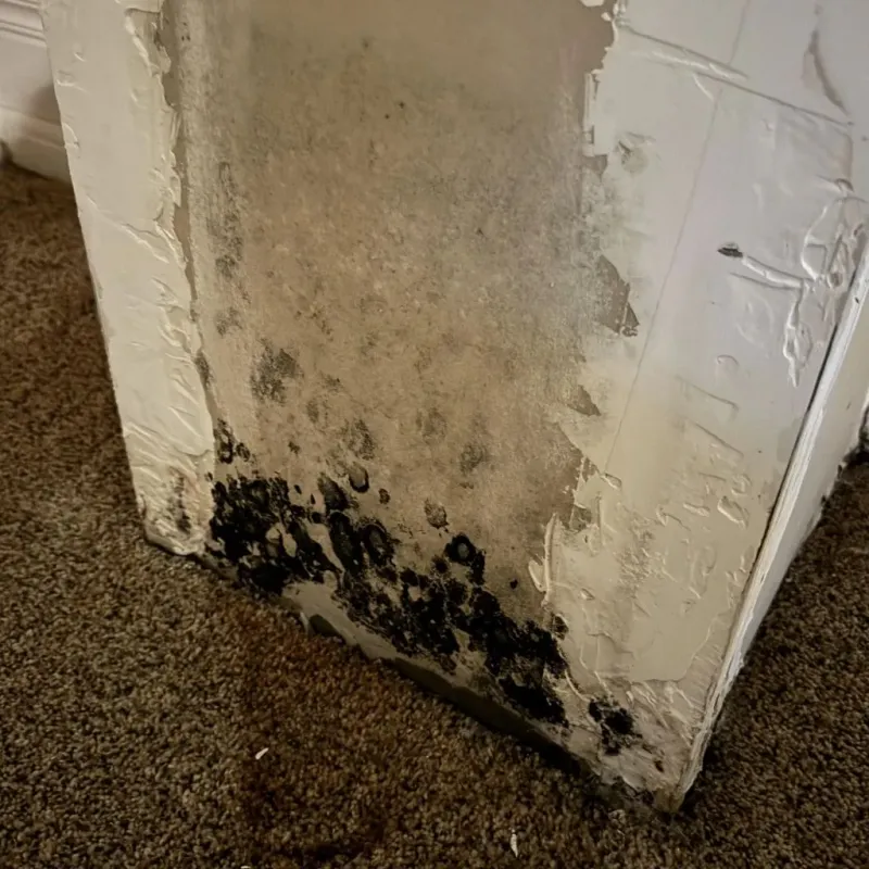 Professional Mold Removal in Canyon Lake, CA